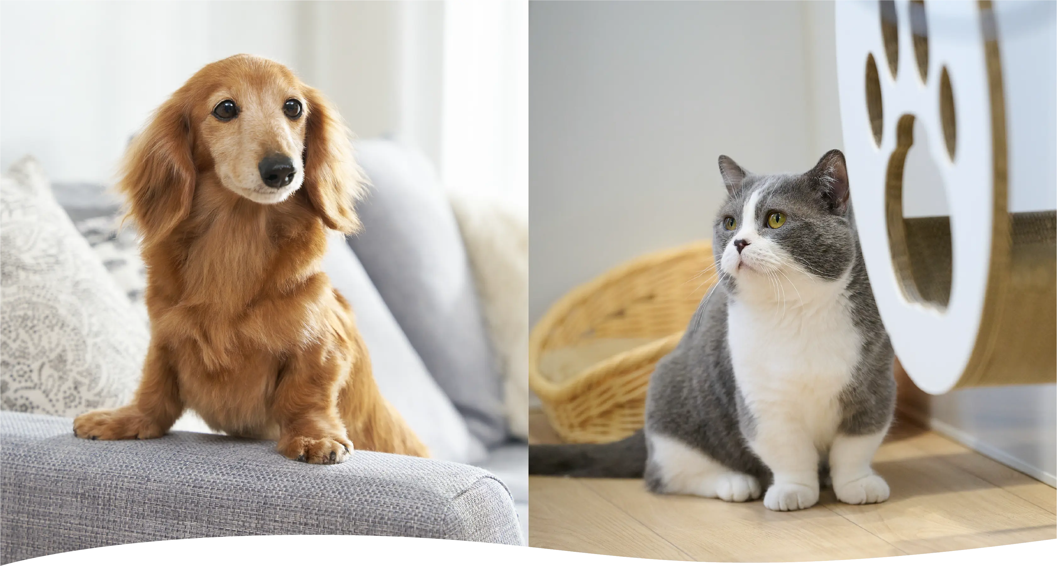 在明亮住宅空间中的狗和猫