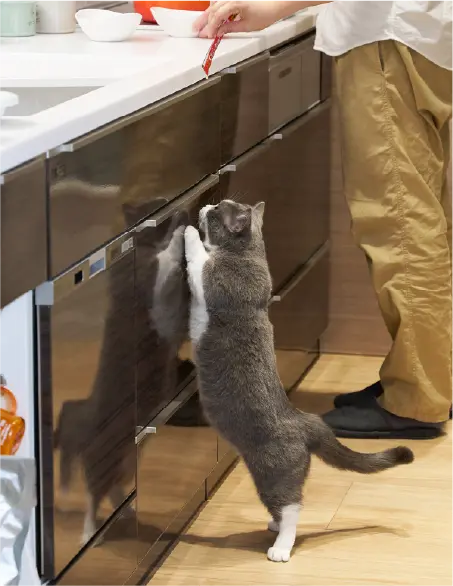 猫在厨房附近等待喂食的插图