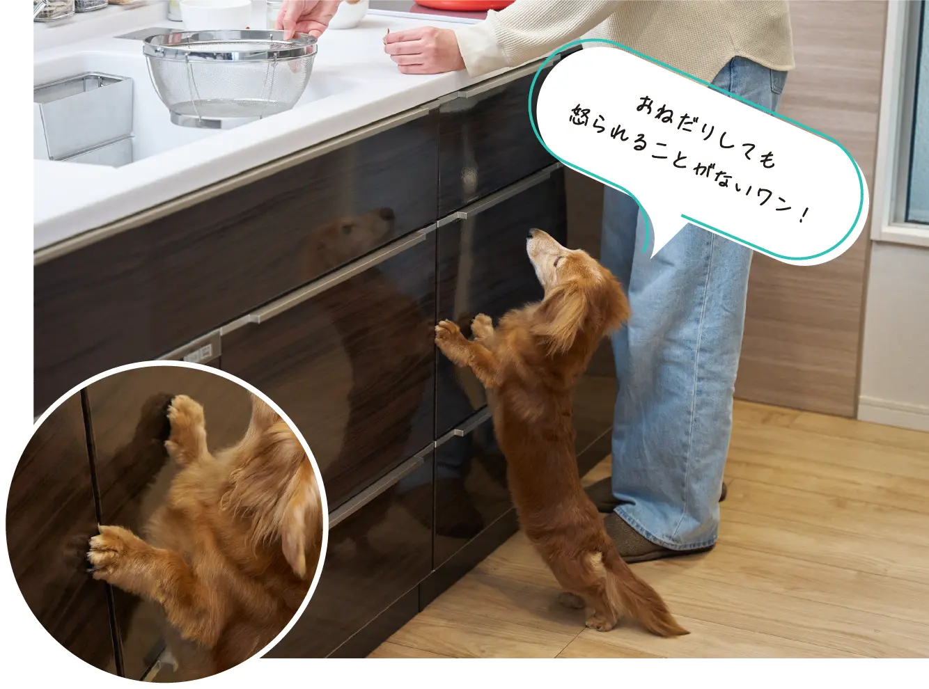宠物在厨房备餐区旁的活动画面