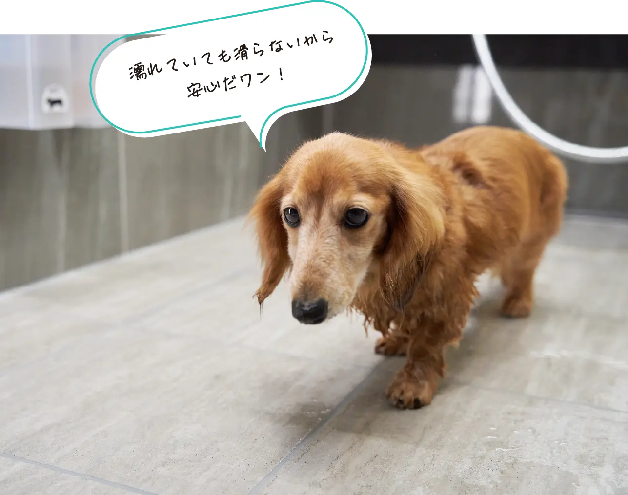 狗站在浴室地面上的使用画面