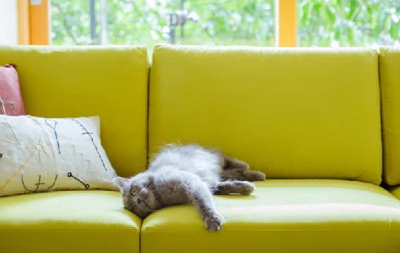 猫咪在绒面家具上休息的面料使用场景